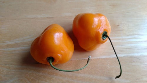 Rocoto Manzano, gul chili, 8 frön
