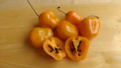 Rocoto Manzano, gul chili, 8 frön
