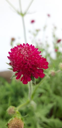 frön 30 frön grekisk vädd mörkröda blommor perenn
