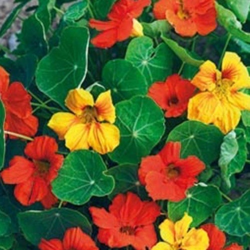 Fin blomma busk "Krasse"