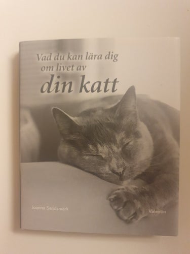 Vad du kan lära dig om livet av din katt