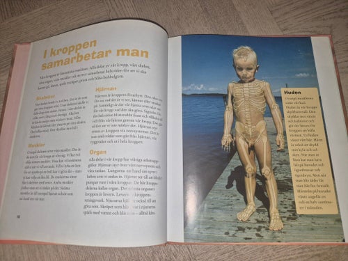 Rut & Knut tittar ut på kroppen. Tandtroll och skelett