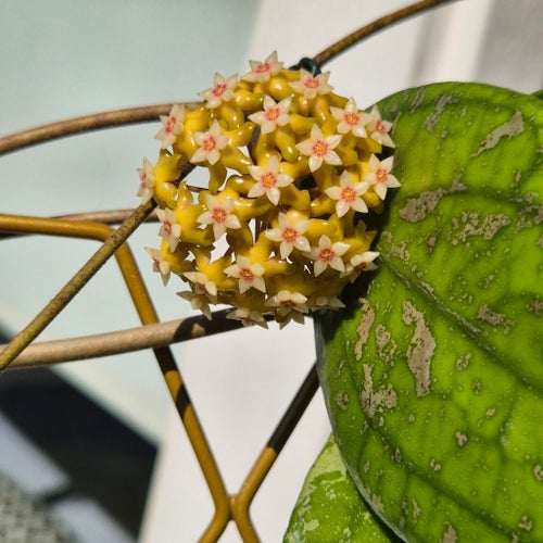 Hoya sp Aff vitellina med härlig splash! 1 fint skott!