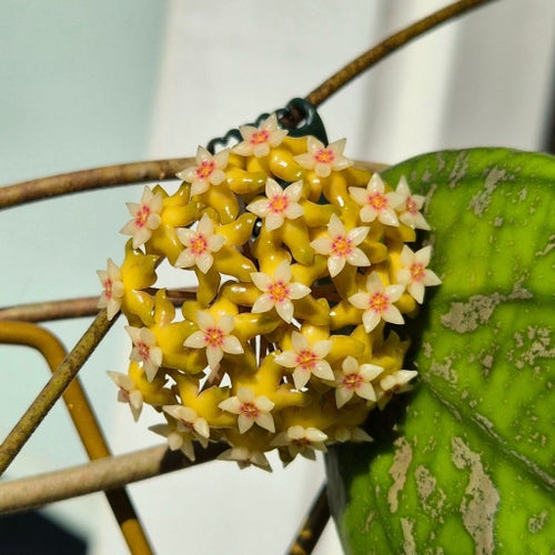 Hoya sp Aff vitellina med härlig splash! 1 fint skott!