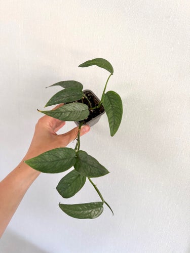 Epipremnum Pinnatum ’Cebu blue’