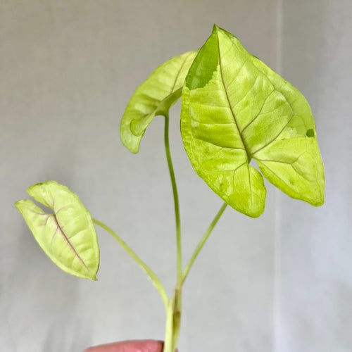 Syngonium Lime Soda variegata.