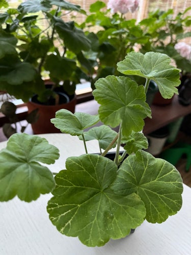 PELARGON "BORNHOLM" välrotad planta