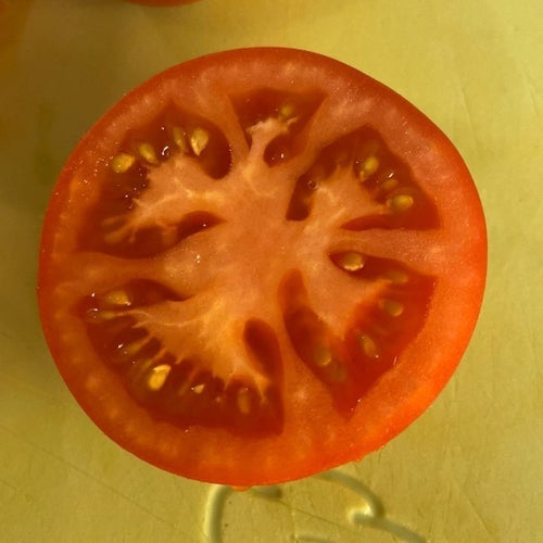 101: Tomatfrön 8 st - Hellfrucht- vanliga tomat- tomater frö frön fröer