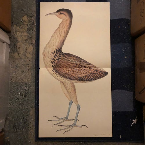 Rördrum, Ardea stellaris - Olof Rudbecks portfölj