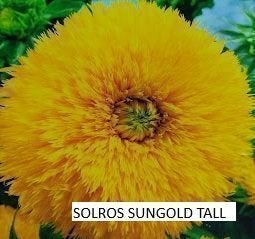Solros Sungold Tall 15 frön