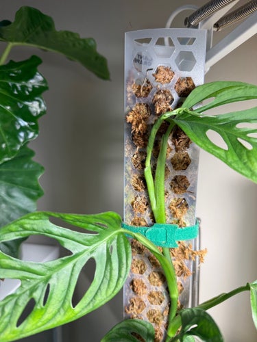 Monstrea Adansonii - hel planta