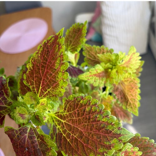 10+ frön från palettblad, rosa, röd och grön