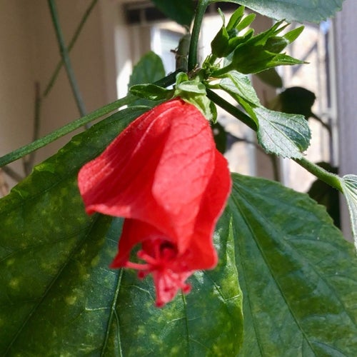 Hibiskus enkla röda blommer som inte öppnar sig. Malvaviscus Araboreus.
