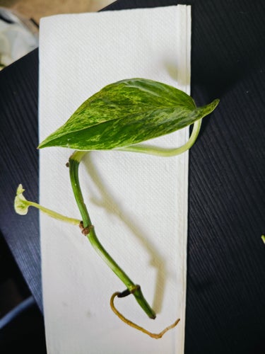 Epipremnum aureum ’Marble Queen’ stickling
