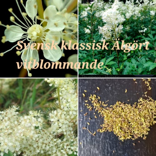 Älgört/ Älggräs - Filipendula ulmaria – En matsked frön. Frakt ingår