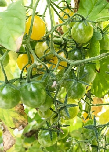 Tomat sorten heter 'currant yellow'