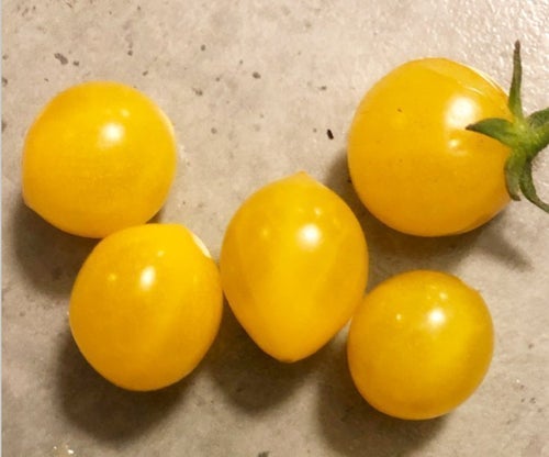 Tomat sorten heter 'currant yellow'