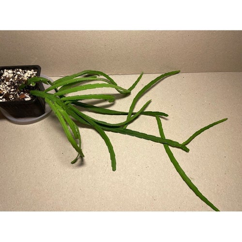 Pfeiffera boliviana