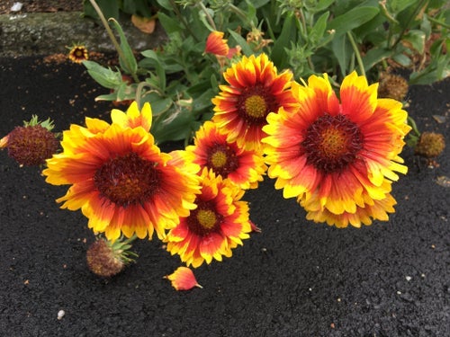 Kokardblomster gulorangeröd mormorsblomma kulturväxt perenn rådjur
