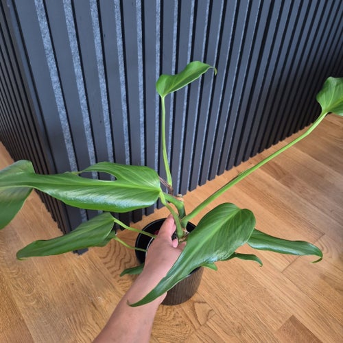 Monstera burle marx flame