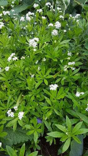 Myskmadra - Galium odoratum - ca 10 plantor
