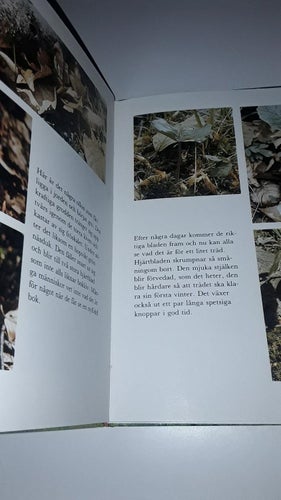 Historien om bokträdet - Naturskolan (Björn Dössing)