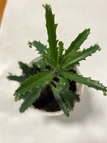 Kalanchoe daigremontiana - Livsblad du buda liknande bild