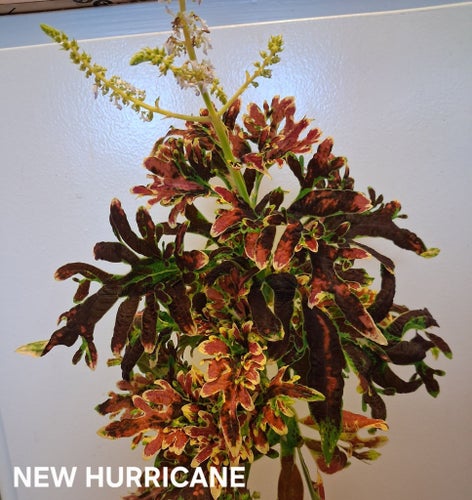 Coleus New Hurricane