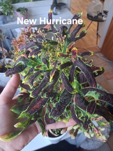Coleus New Hurricane