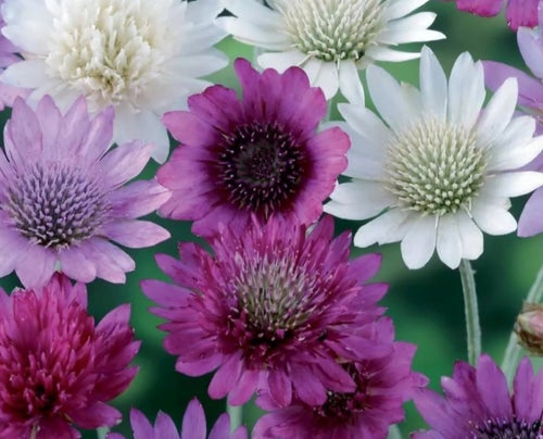 Pappersblomster. Ca 30 fröer