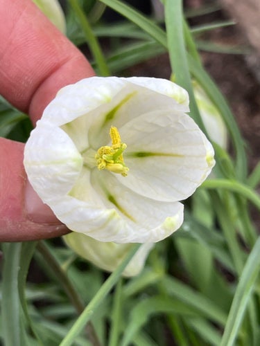 Vit kungsängslilja, Fritillaria meleagris. 15st frön.