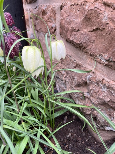 Vit kungsängslilja, Fritillaria meleagris. 15st frön.