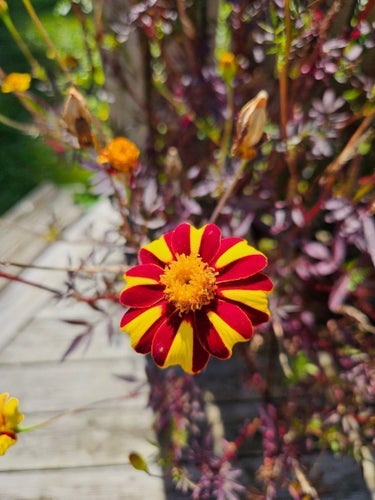 Frön från tagetes - ca 20st. Hög Tagetes med mängder av blommor.