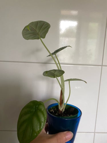 Alocasia silver dragon
