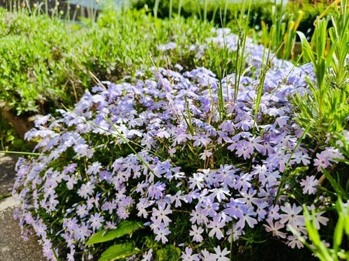 Mossflox (Phlox subulata) 10 plantor