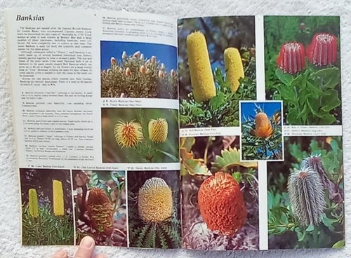 Wildflowers of the western state: 147 West Australian species illustrated
