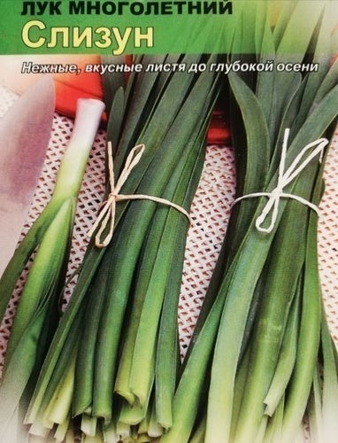 KANTLÖK Sibirisk, (Slizun) Allium nutans 100 frön