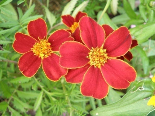 Linnétagetes - Tagetes patula