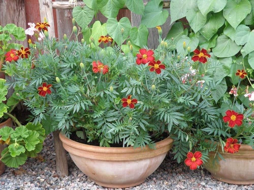 Linnétagetes - Tagetes patula