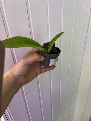 Äldre sort Streptocarpus