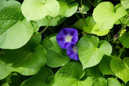 Färska fröer Blomman För Dagen Mix vit/lila skördade Okt/Nov 2025