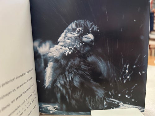 Spatzen weisheit av Angelika Overath, bok, Very Fine plus