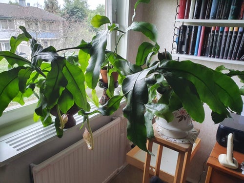 2 st rotade Stor bladkaktus, vit, Epiphyllum Oxypetalum, rotade skott