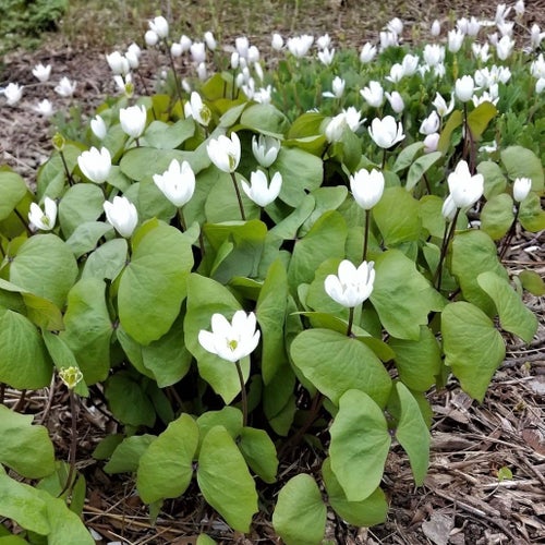 Jeffersonia diphylla, vit presidentsippa, 10st frön.