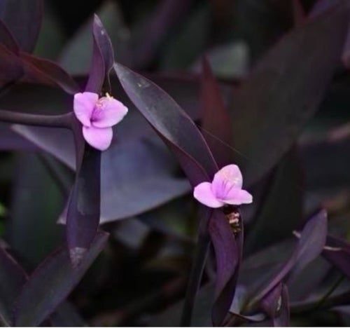 Tradescantia pallida Purple Heart stickling