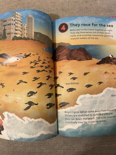10 reasons to love a turtle av Catherine Barr, 2017