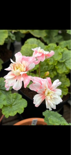 Cara Euphoria 2-grenad planta
