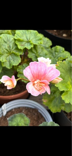 Cara Euphoria 2-grenad planta