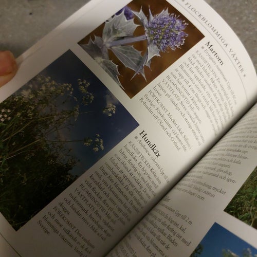 Floran i Sverige & Nordeuropa. Ny.