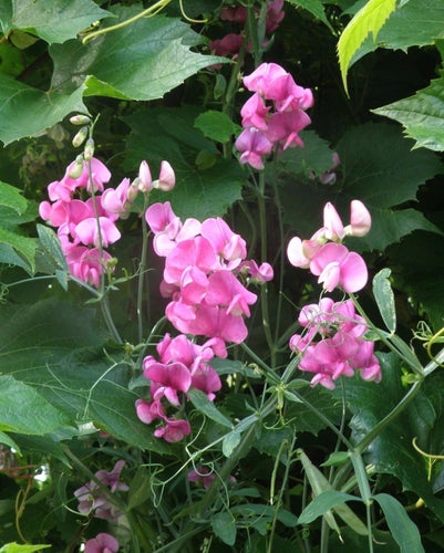 Rosenvial Lathyrus latifolius , perenn klätterväxt